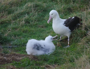 Albatross and chick